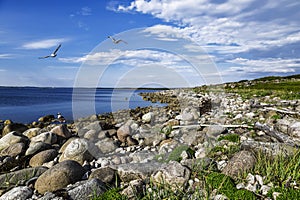 Zayatsky island in the White sea, shore, seagulls, stones, water. Arkhangelsk region