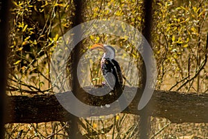 Zazu African Red-billed hornbill