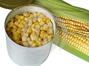 Zea mays photo