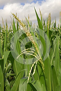 Zea mays, Corn, Allergens Plants