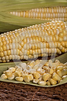 Zea mays - Fresh corn cob and kernels