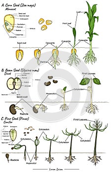 zea mays, glycine max and pinus Monocot, dicot and conifer seeds structure and development