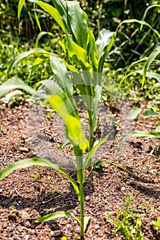 Zea mays growing up, development of sweetcorn