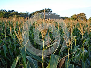 Zea mays photo