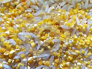 Zea mays Oryza sativa jagung beras corn rice