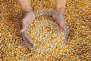 Zea mays - Raw dry corn in the hands, in the Colombian market place