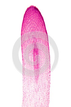 Zea root tip, maize plant root, longitudinal section, light micrograph photo