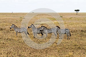 Zeal dazzle of zebras in in Serengeti, Tanzania