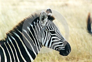 Zebra 01 photo