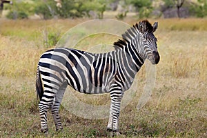 Zebra