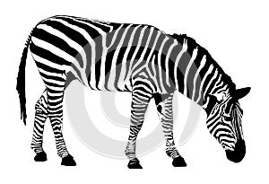 Zebra