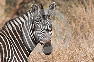 Zebra