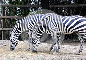 Zebra