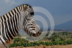 Zebra photo