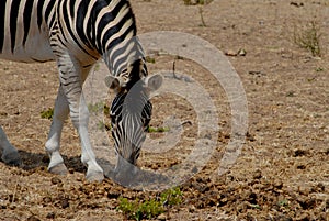 Zebra photo