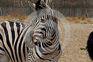 Zebra photo