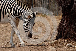 Zebra photo