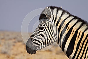 Zebra