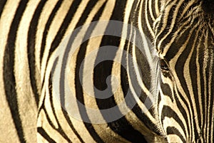 Zebra