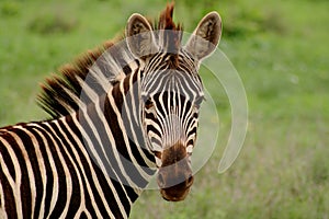 Zebra photo