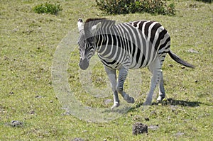 The zebra