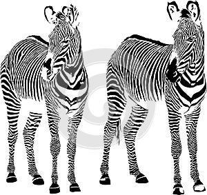 Zebra