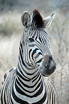 Zebra