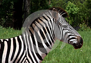 Zebra