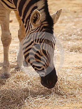 Zebra