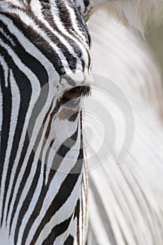 Zebra