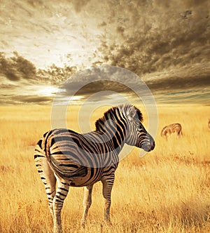 Zebra