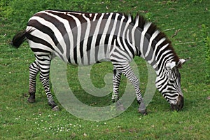 Zebra img