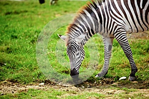 Zebra