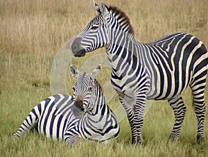 Zebra