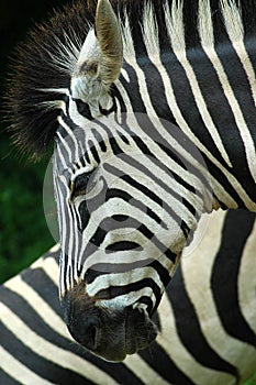 Zebra
