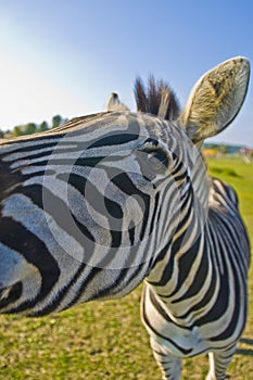 Zebra