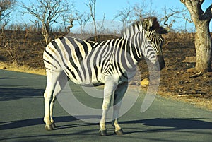 Zebra