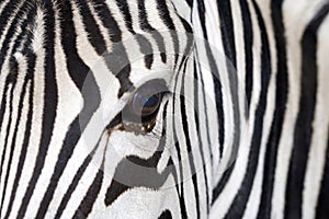 Zebra