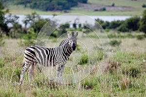 Zebra