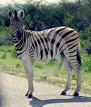 Zebra