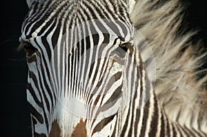 Zebra