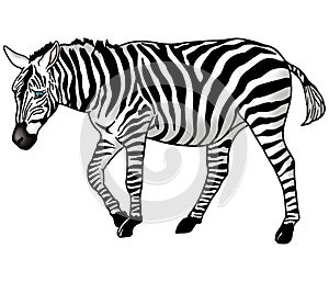 Zebra