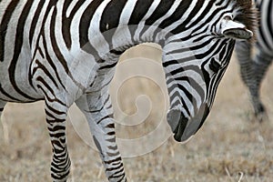 Zebra