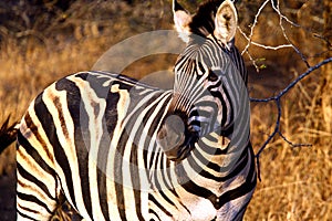 Zebra 2