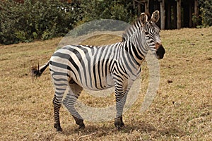 Zebra