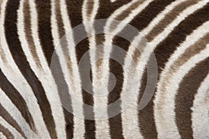 Zebra img