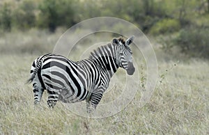 Zebra photo