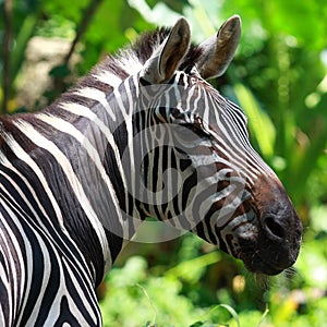 Zebra