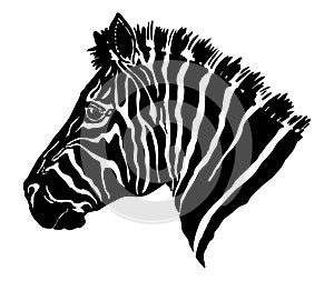 Zebra