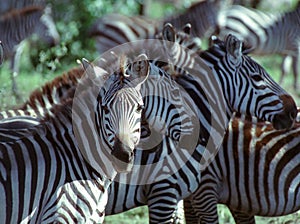 Zebra photo